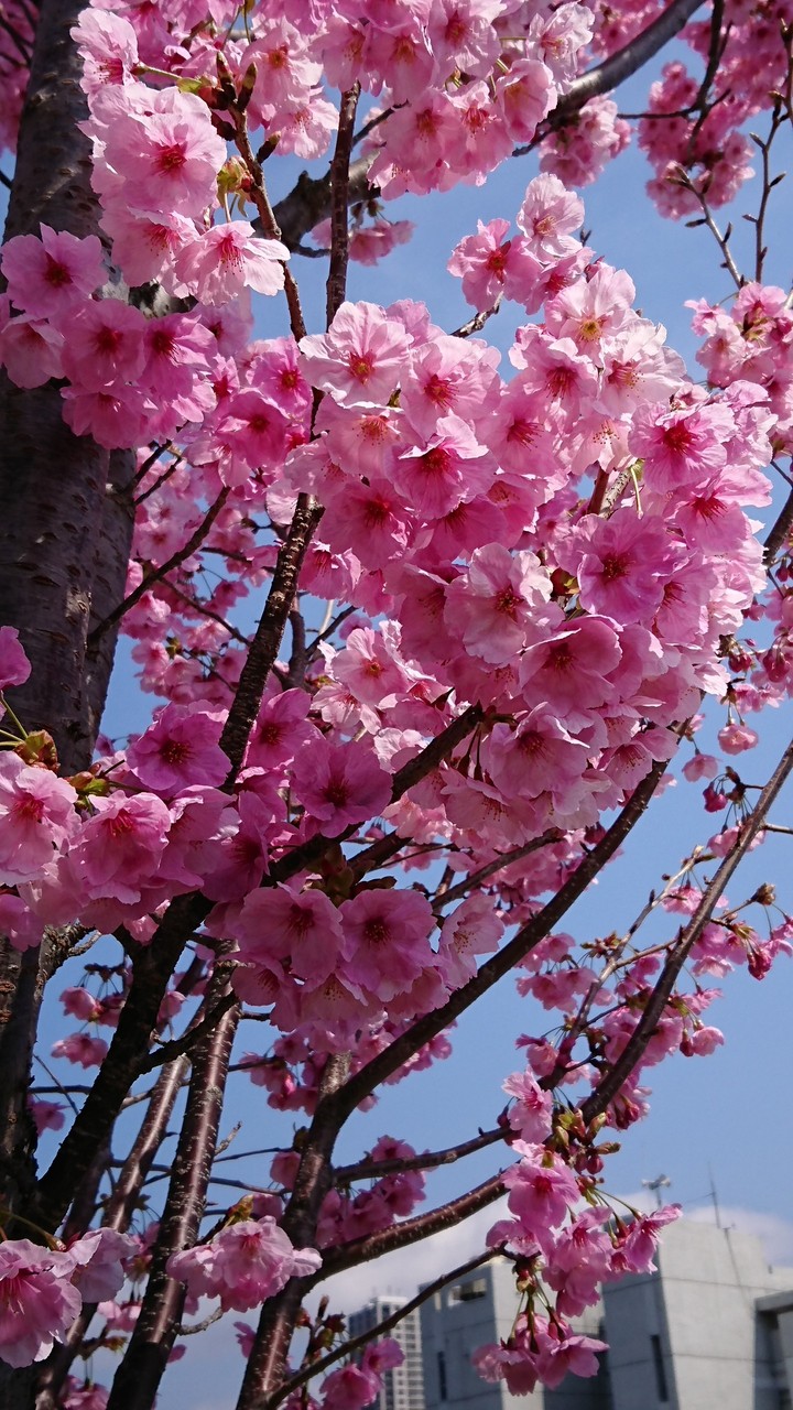 河津桜