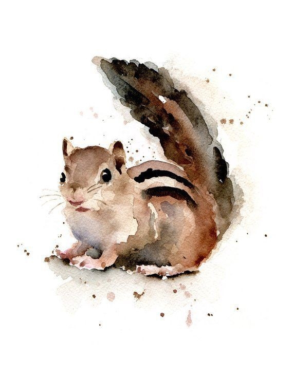 squirel