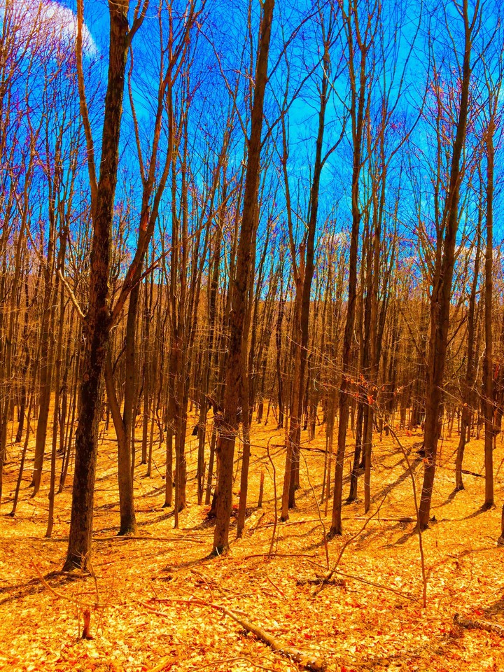 a surreal nature walk.