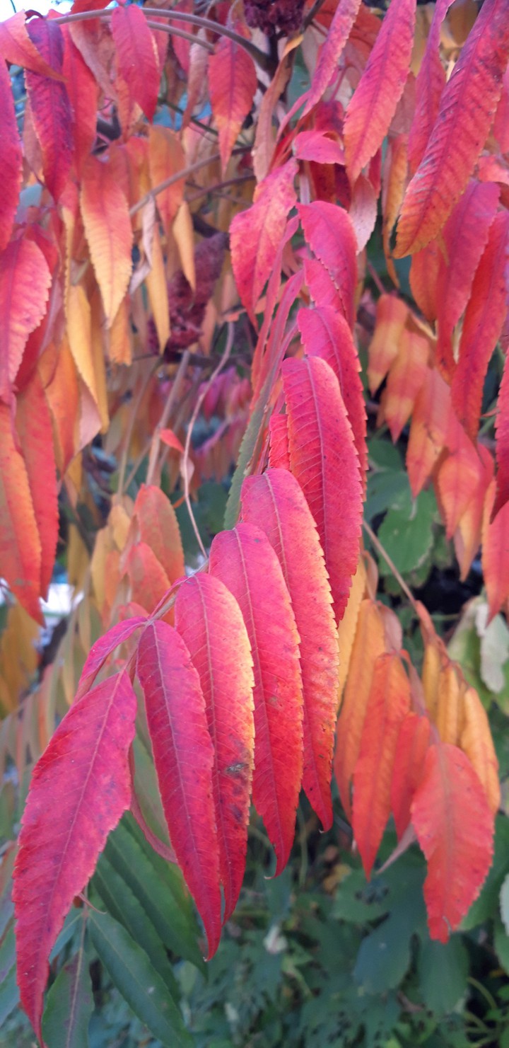 Rhus glabra (Smooth sumac)