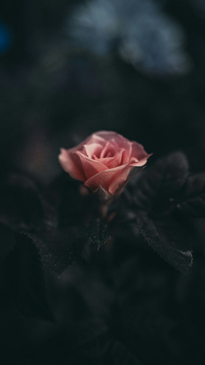Rose.