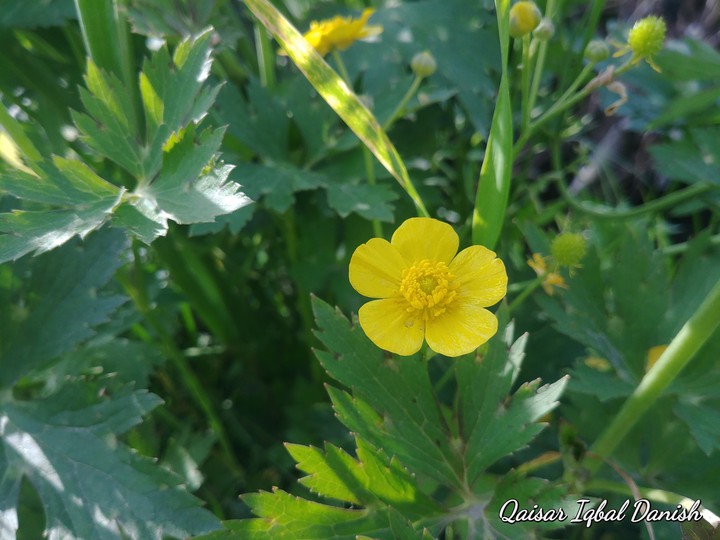 Yellow Flower Green Plant
