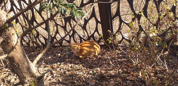 cat