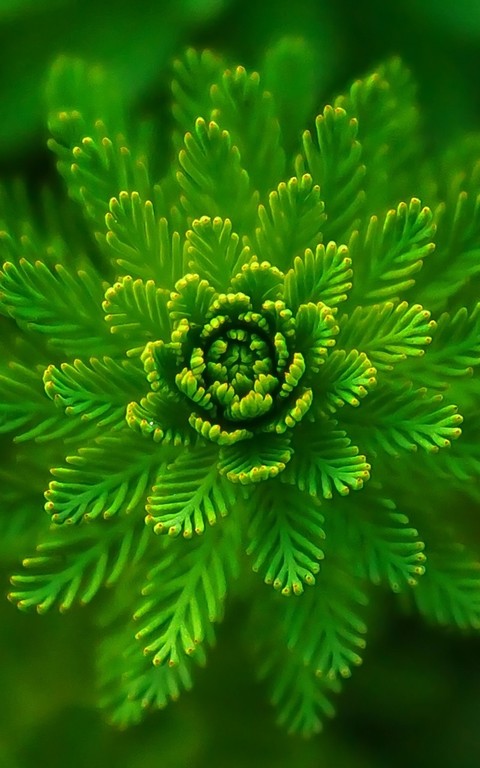 nature love
