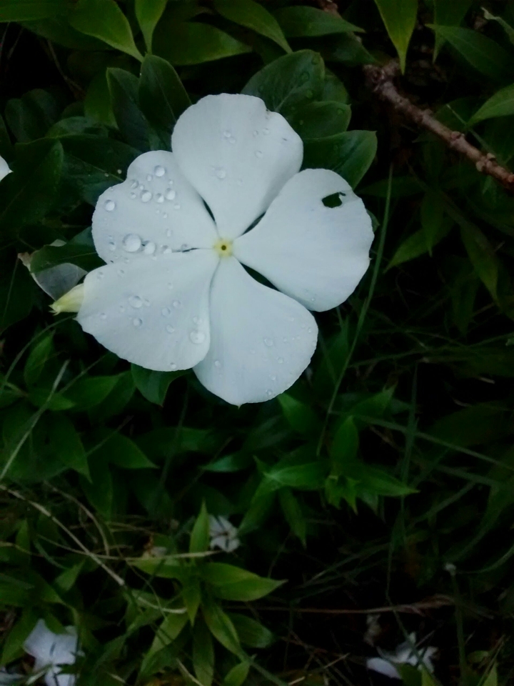 White Swirl