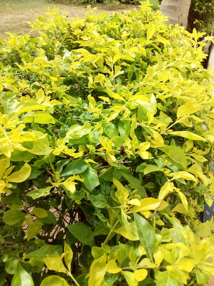 leaves