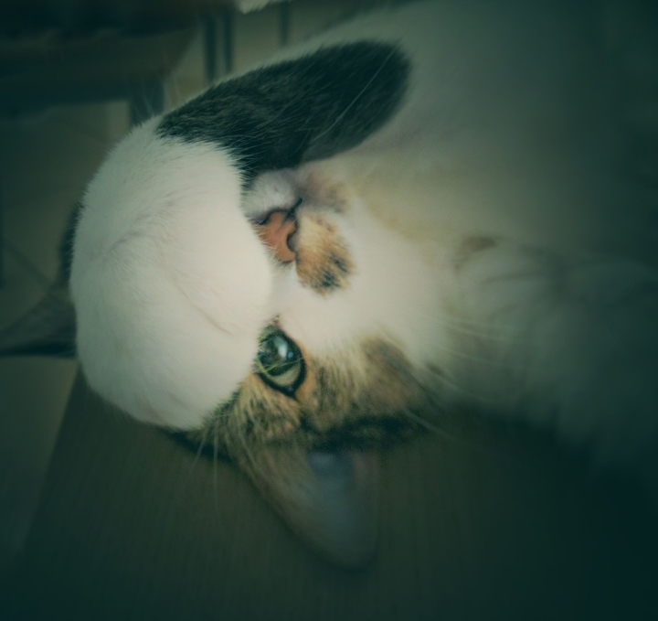 sweet sleep