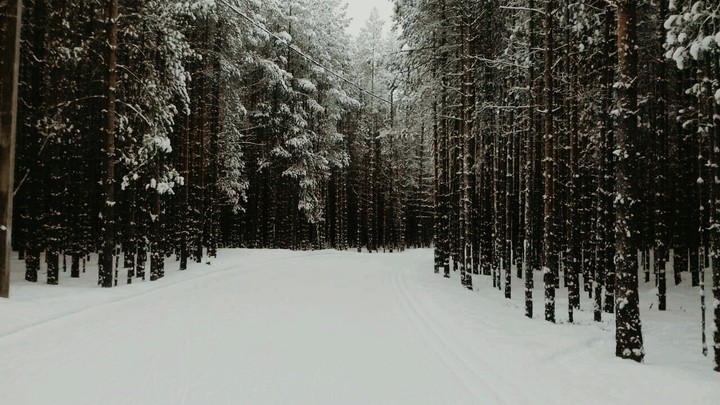 лес