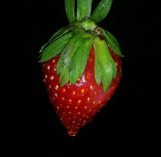 fruit