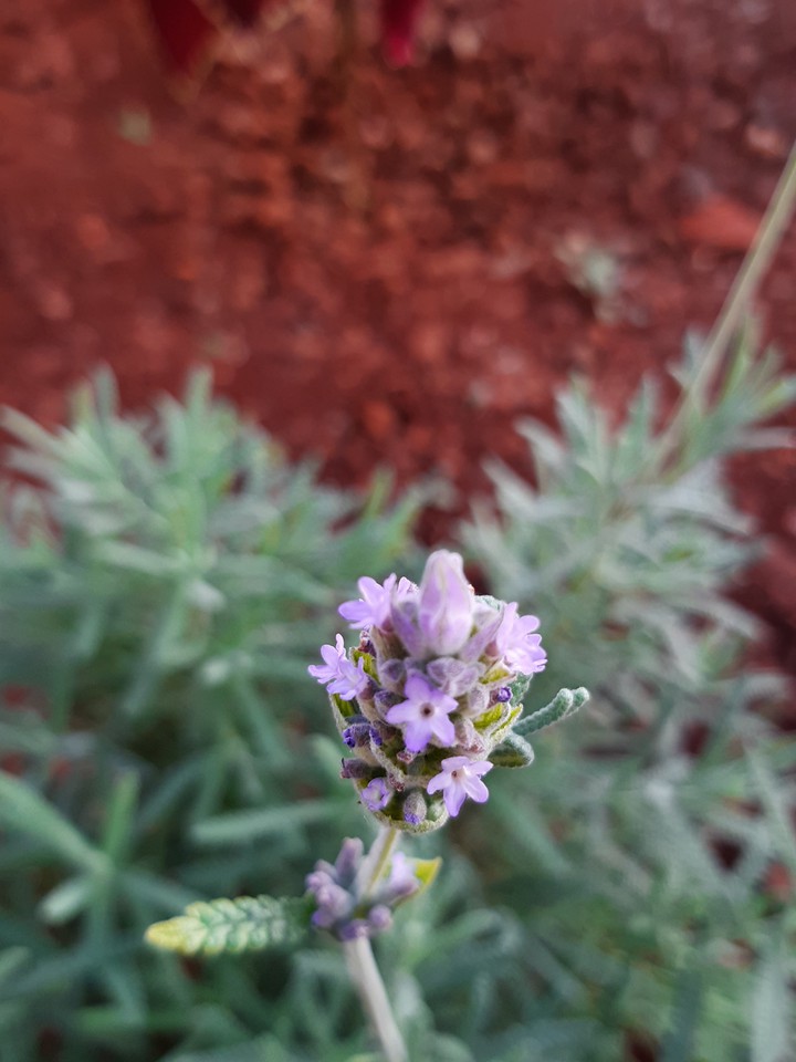 lavender