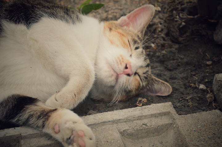 Lazy Cat