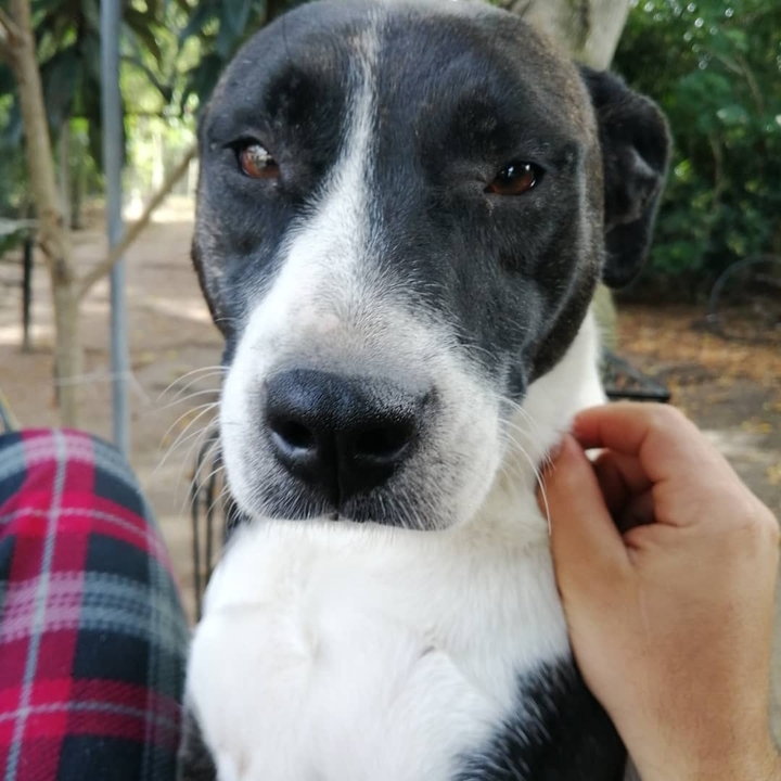 frida