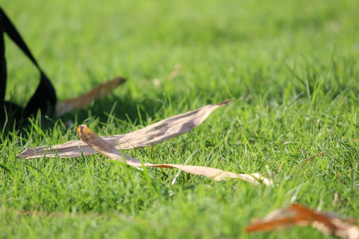 leaf