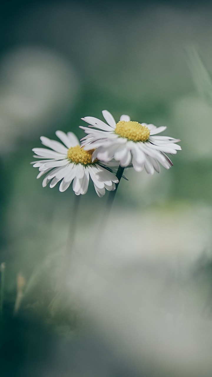 Daisy