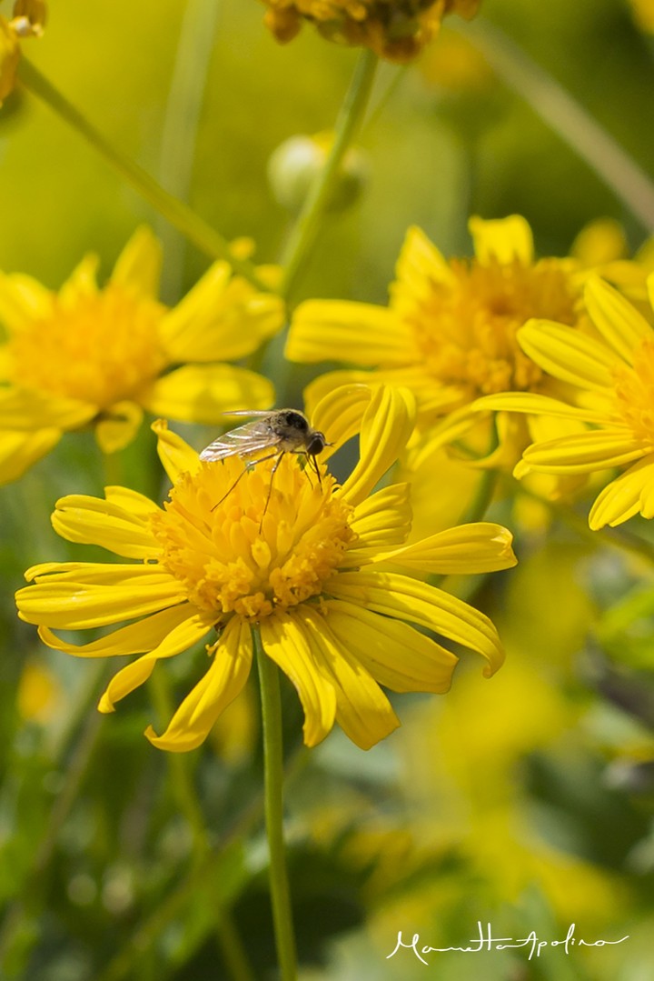 Yellow Flowers