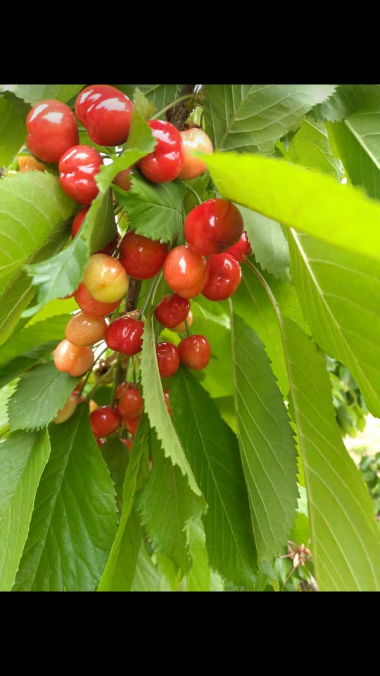 Cherry?