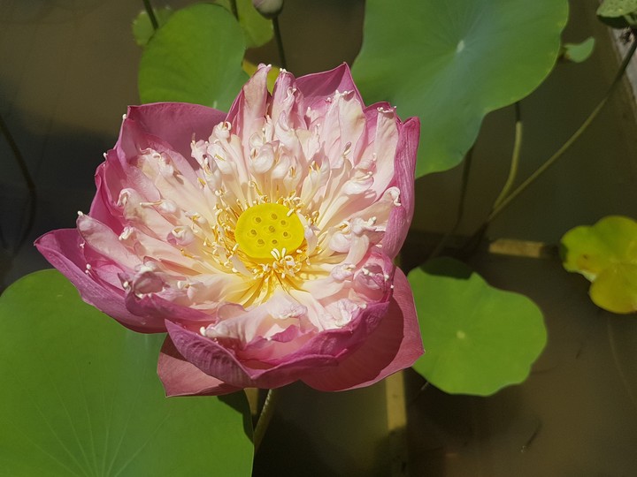 Fleur de lotus