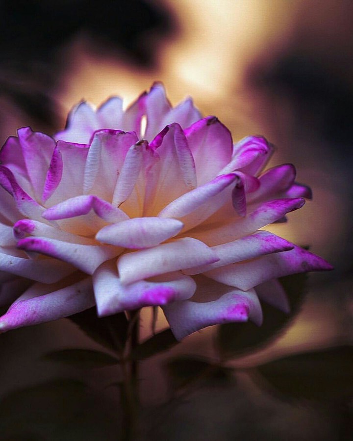 Beautiful Bokeh