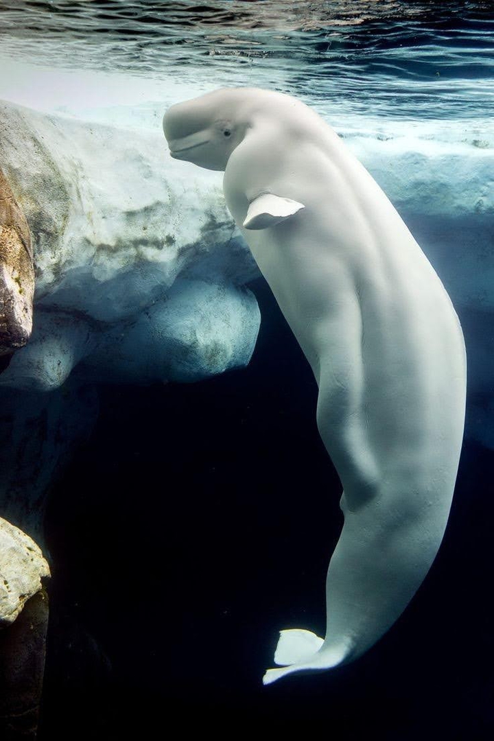 Whale
