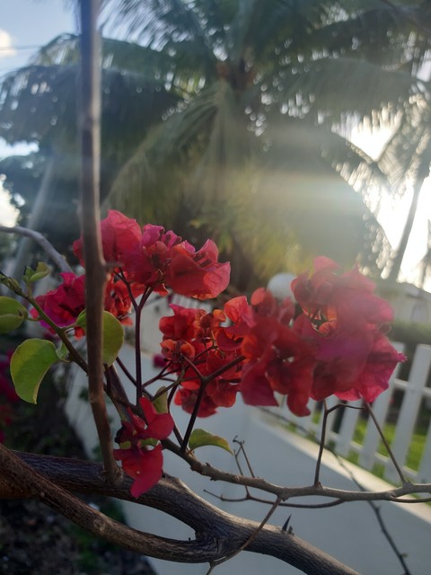 רקעים rhododendron, spring