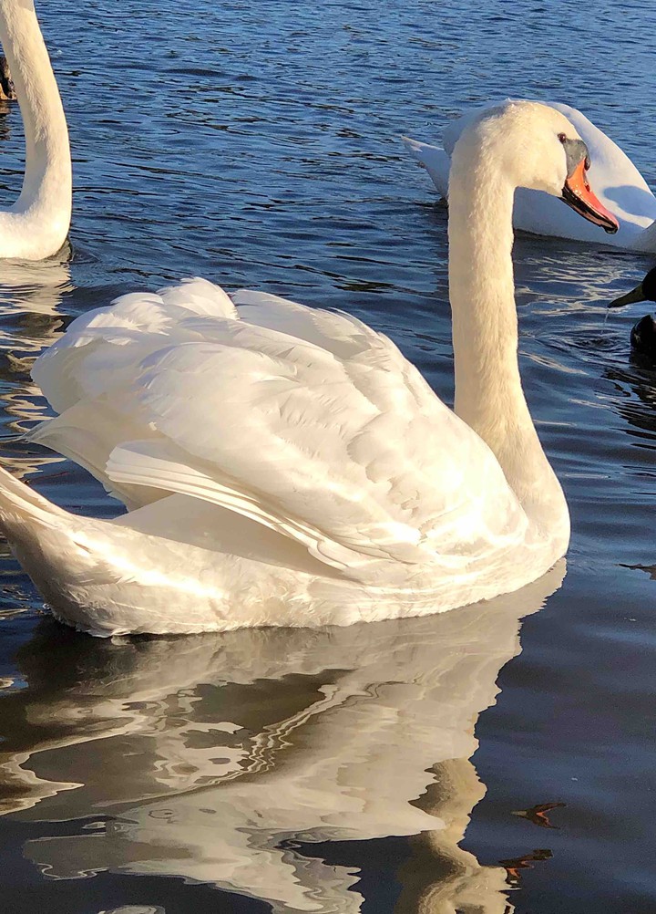 Swan Lake