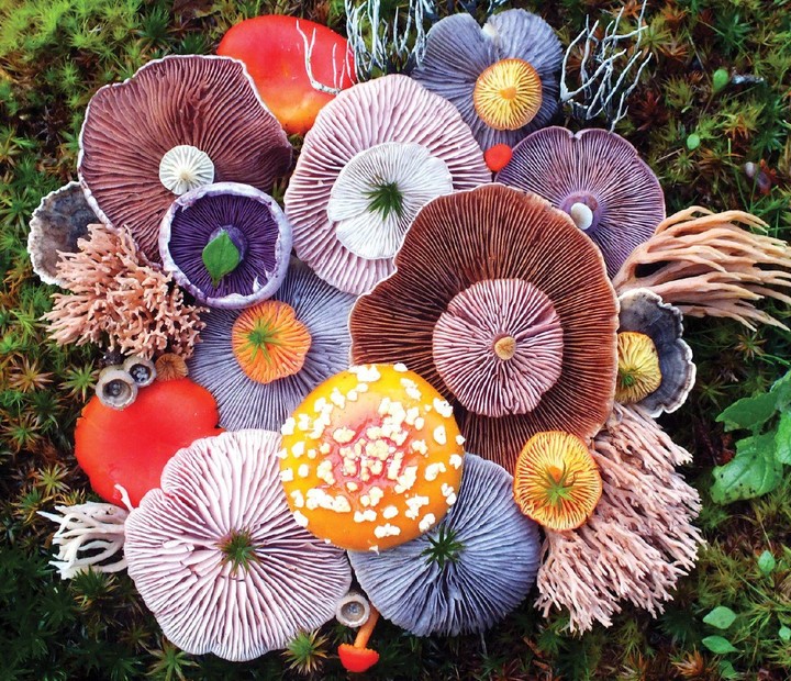 Mushrooms