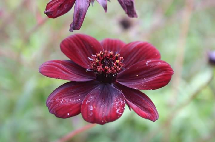Chrysanthemum Chocolate