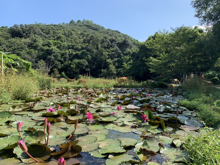 Lotus