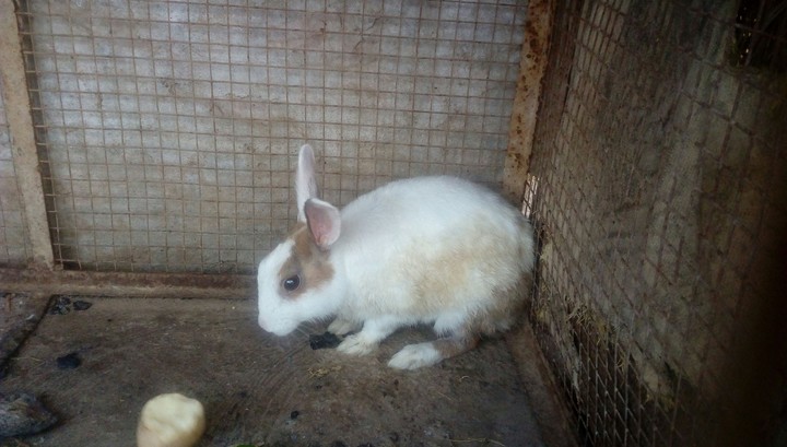 Cute rabbit