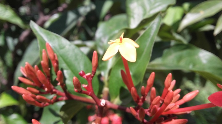 flower