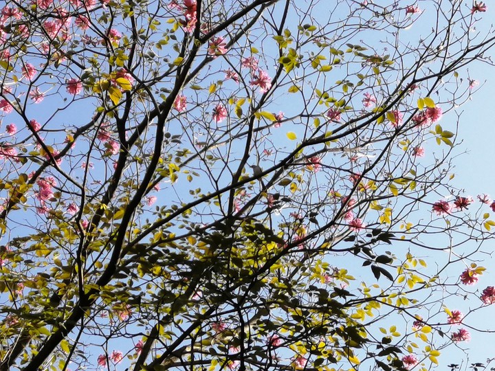 至若春和景明