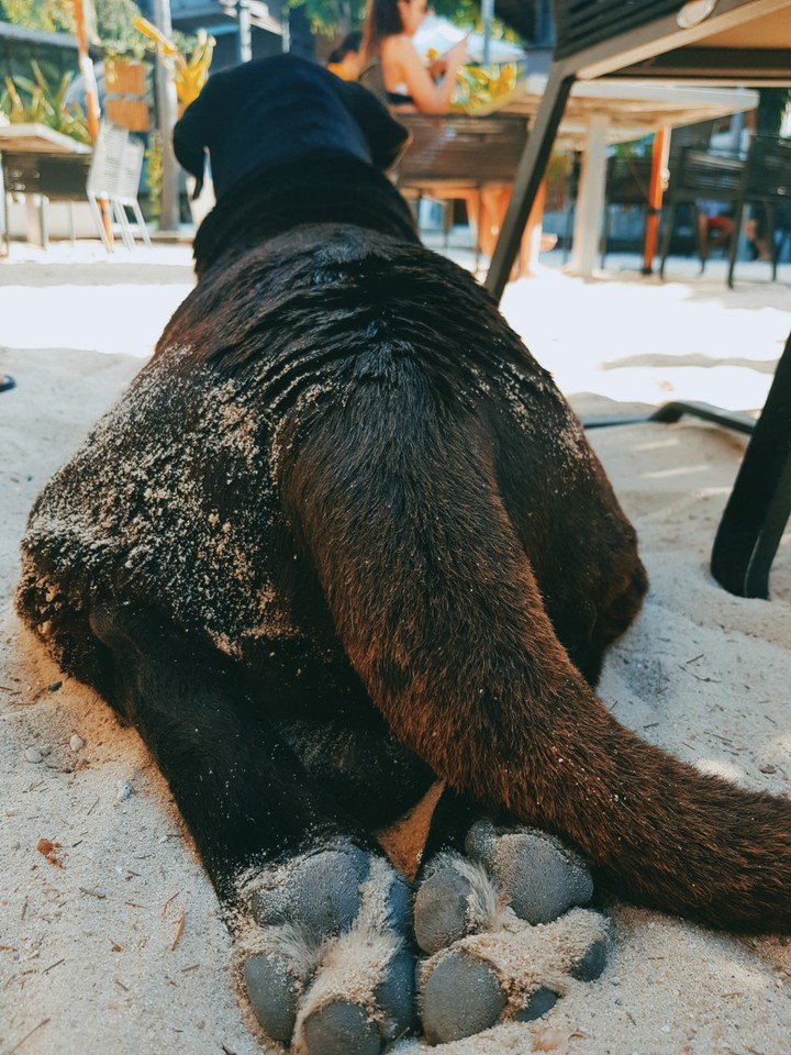 у меня лапки