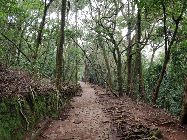 Forest