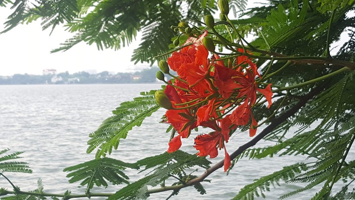 phượng flower