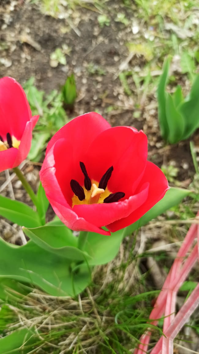 Tulips