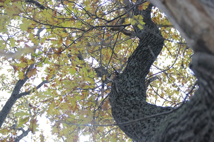 Oak