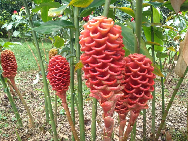 maracas