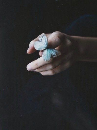 butterfly