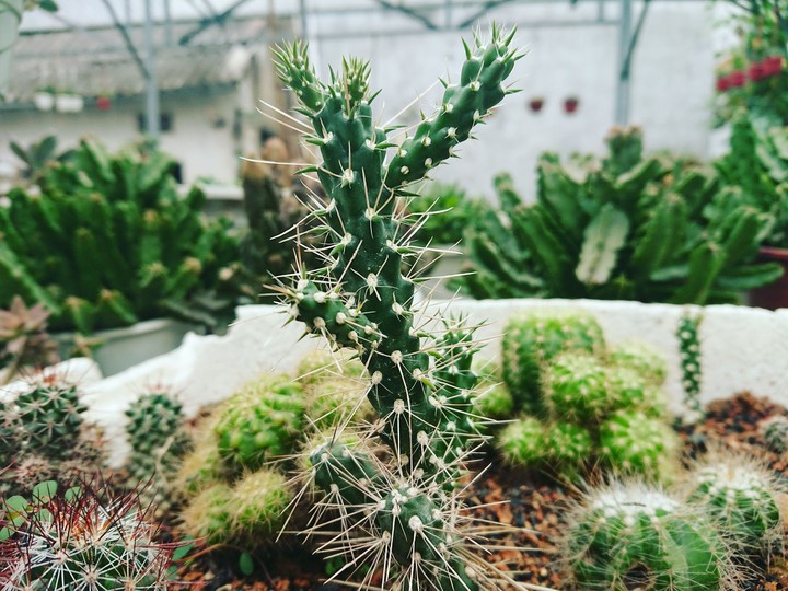 Cactus