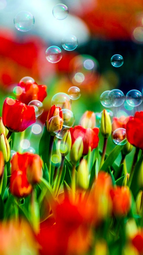 flowers