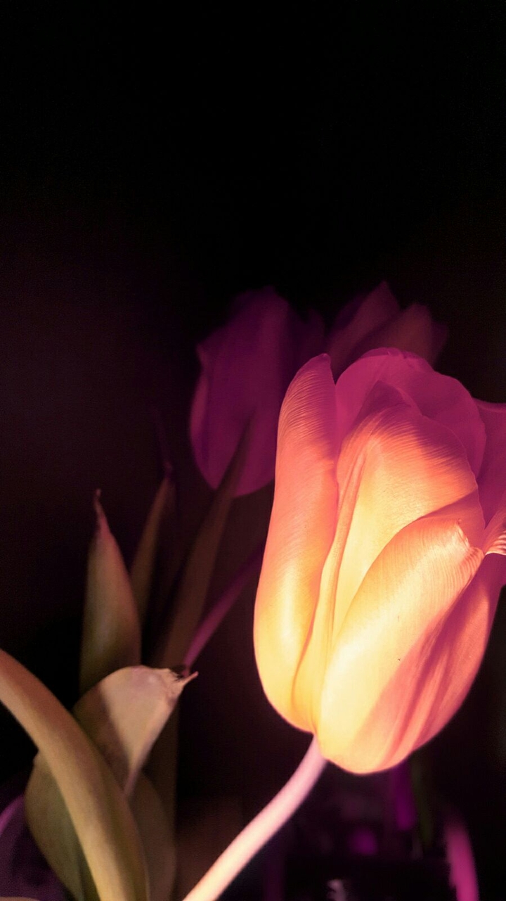 Tulip
