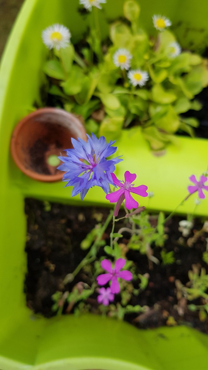 unbekannte Blume
