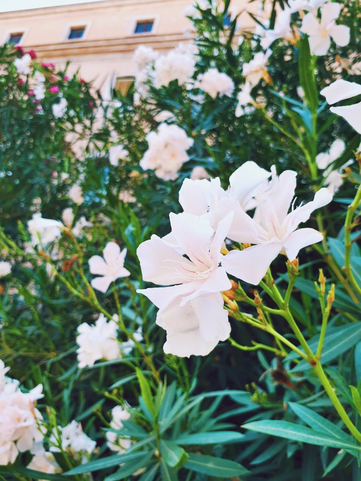 Flowers in Rome