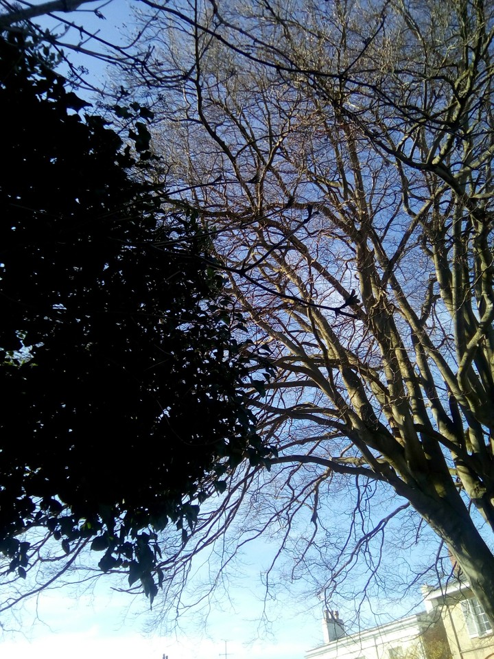 trees reaching