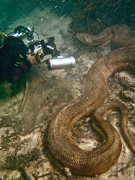 Anaconda