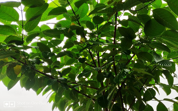 teak plant