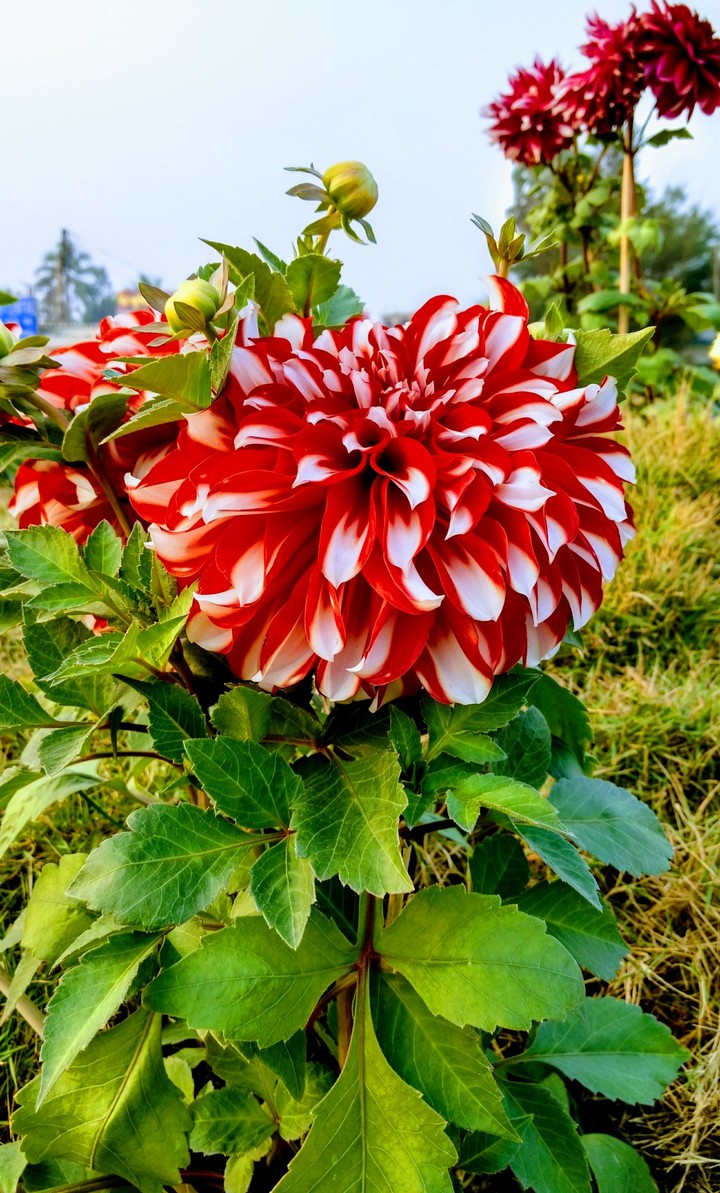 flower