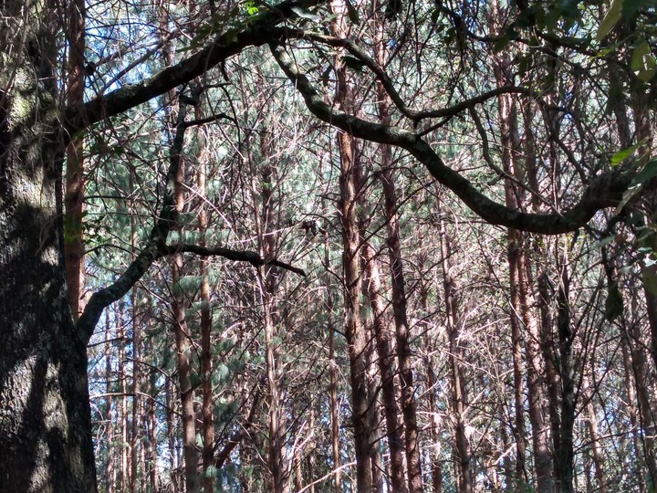 natur