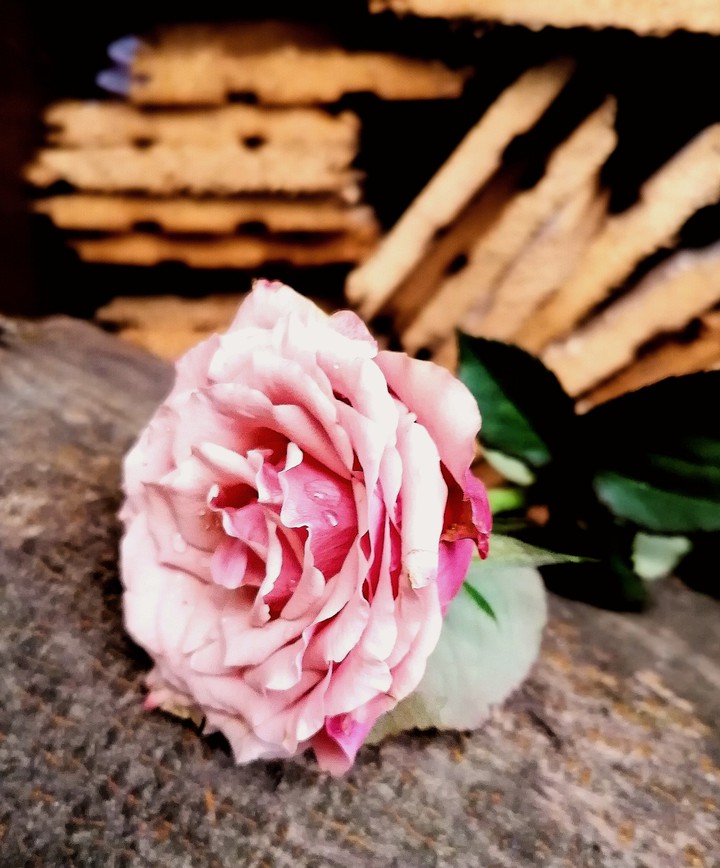 rose