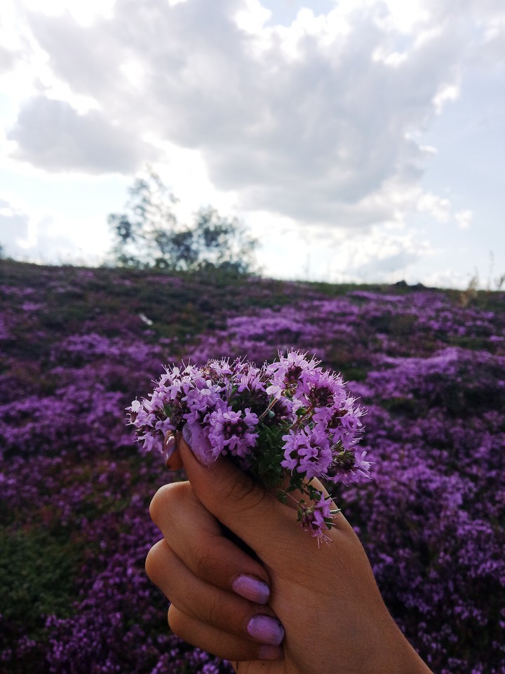 violet